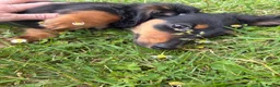 Miniature Dachshund dogs for sale: Beautiful KC reg long haired female  - Advert 3