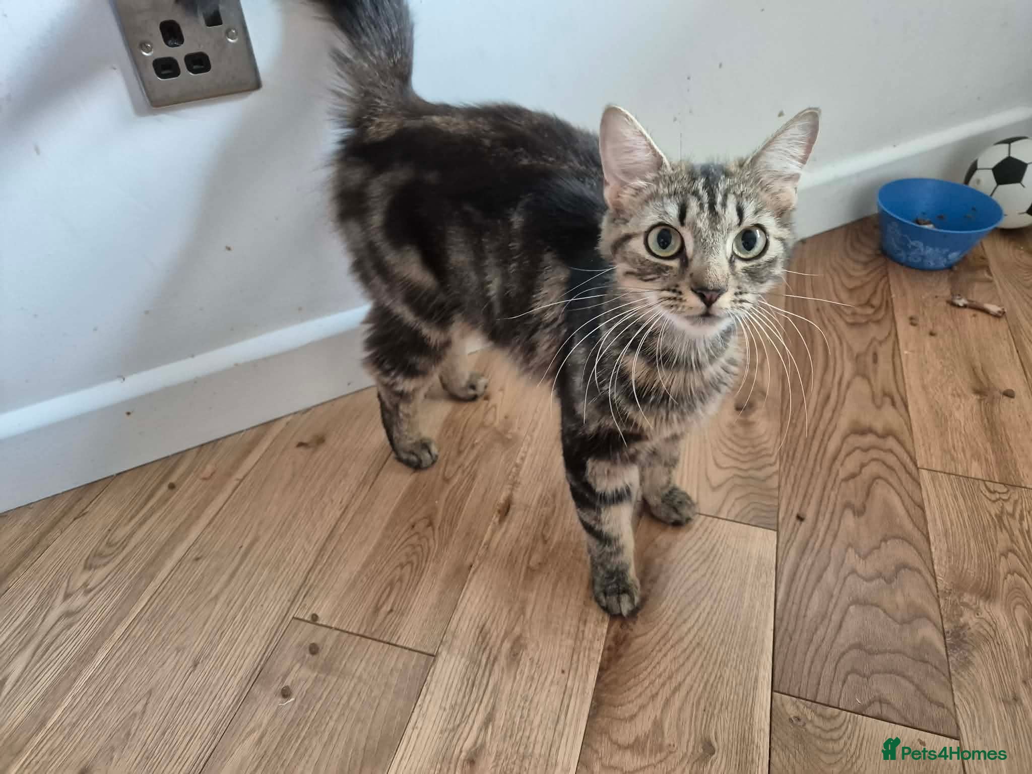 Mixed Breed cats Adorable Fluffy Tabby & Black Mix Kittens - Advert 8