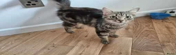 Mixed Breed cats for sale: Adorable Fluffy Tabby & Black Mix Kittens - Advert 1