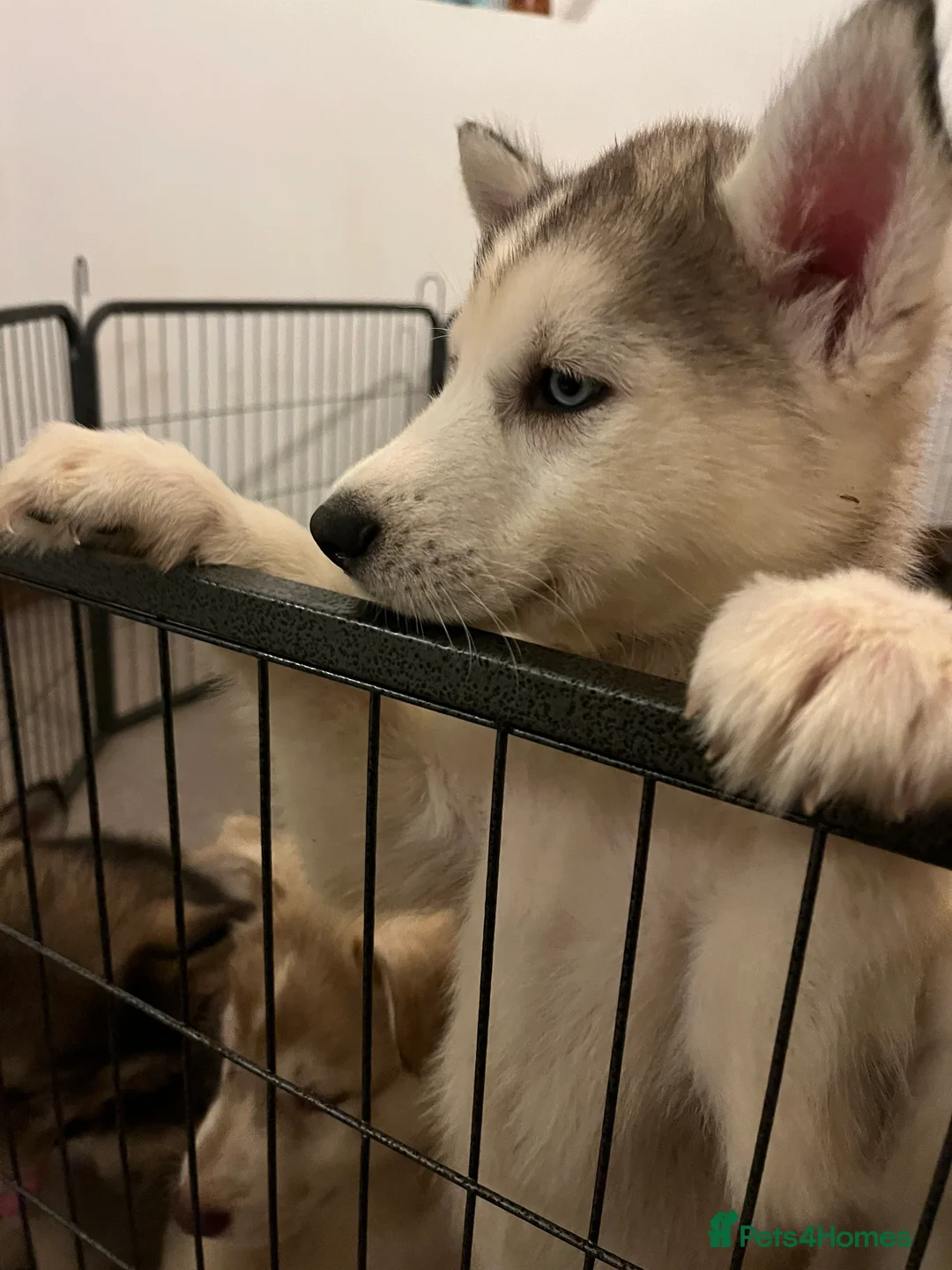 Northern Inuit dogs for sale: Northern Innuit puppies for sale  - Advert 26