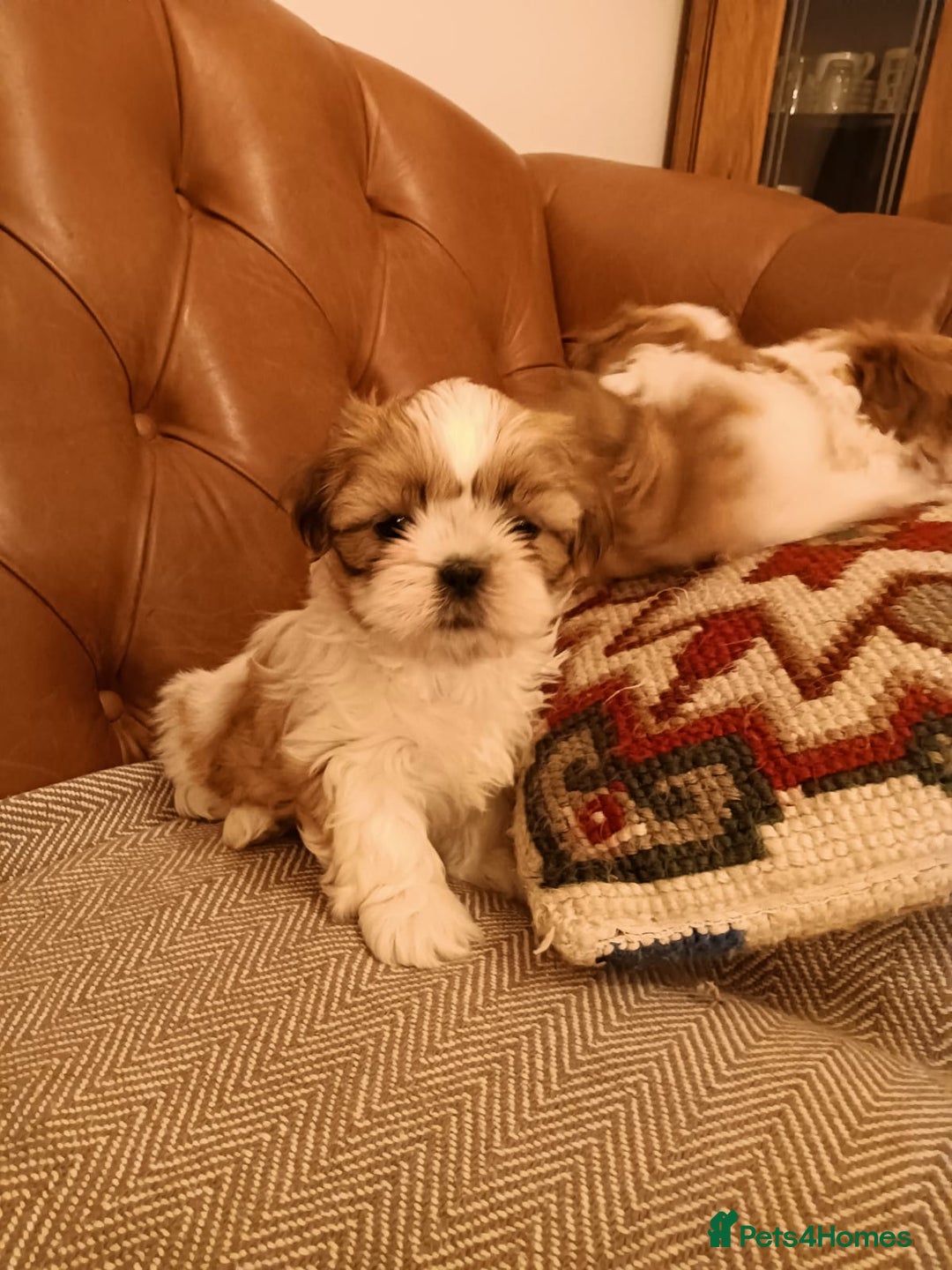 Shih Tzu dogs for sale: Gorgeous puppies for sale!😍🥰 - Advert 3