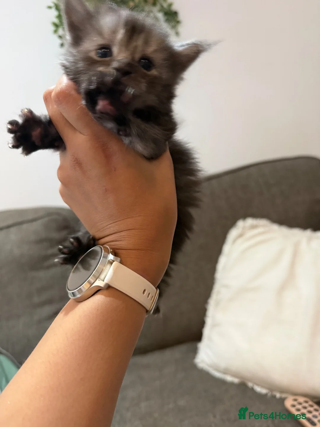 Maine Coon cats for sale: Adorable Pedigree Full Maine Coon Kittens - Advert 24