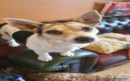 Jack Russell dogs for sale: Gorgeous adult female jack Russell  - Image 2