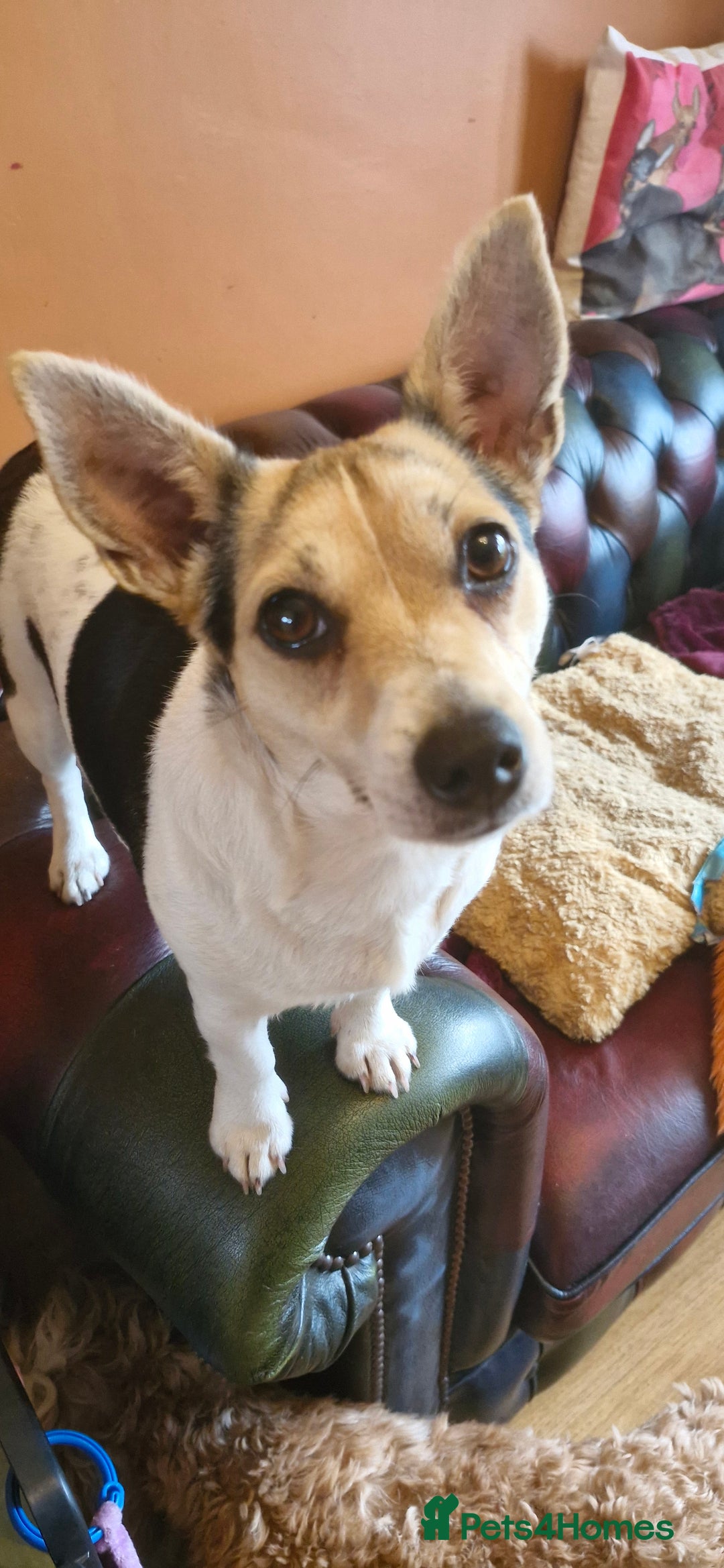 Jack Russell dogs for sale: Gorgeous adult female jack Russell  - Image 2