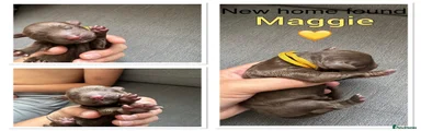 Sold -Yellow collar - Maggie 