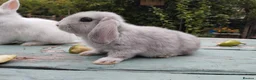 Mixed Breed rabbits for sale: Mixed breed £70 each - Advert 29