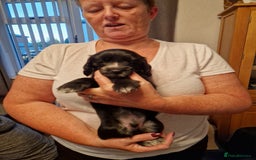 Cocker Spaniel dogs for sale: Cocker spaniel puppies for sale - Image 8