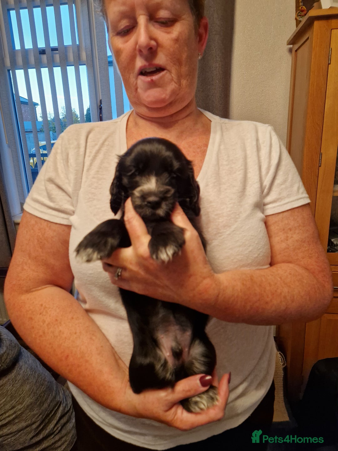 Cocker Spaniel dogs for sale: Cocker spaniel puppies for sale - Image 8