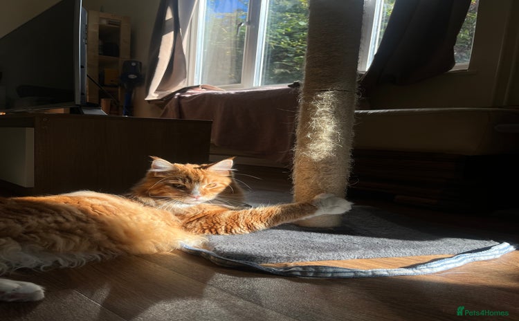 Maine Coon cats - Advert 1