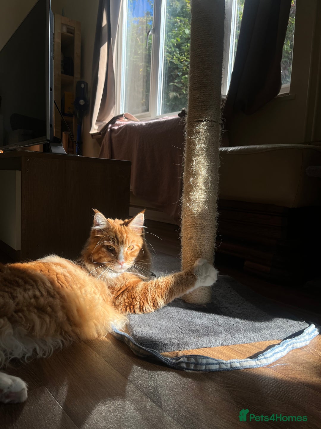 Maine Coon cats for sale: Mainecoon young male rehoming ASAP - Image 1