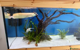 Cichlids fish for sale: Albino Arowana - Image 8