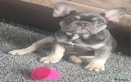 French Bulldog dogs for sale: Male 11week Frenchie - Image 1