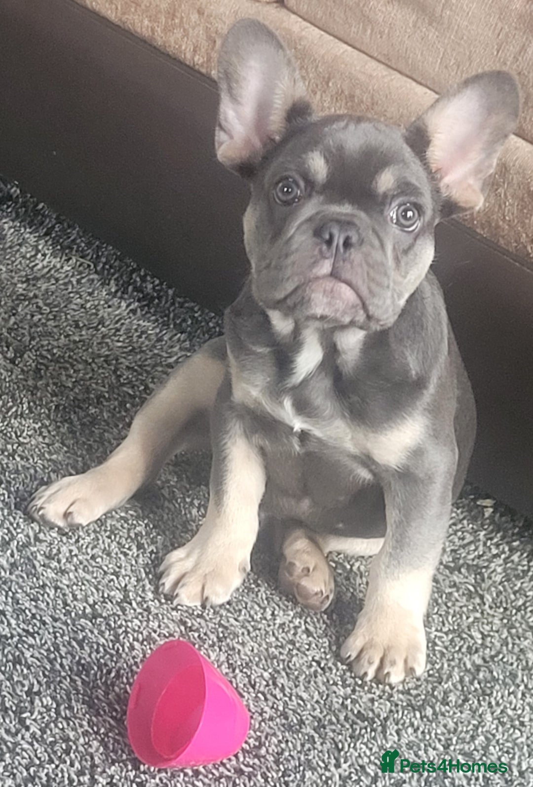 French Bulldog dogs for sale: Male 11week Frenchie - Image 1
