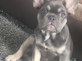 French Bulldog dogs - Advert 1