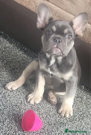 French Bulldog dogs - Advert 6