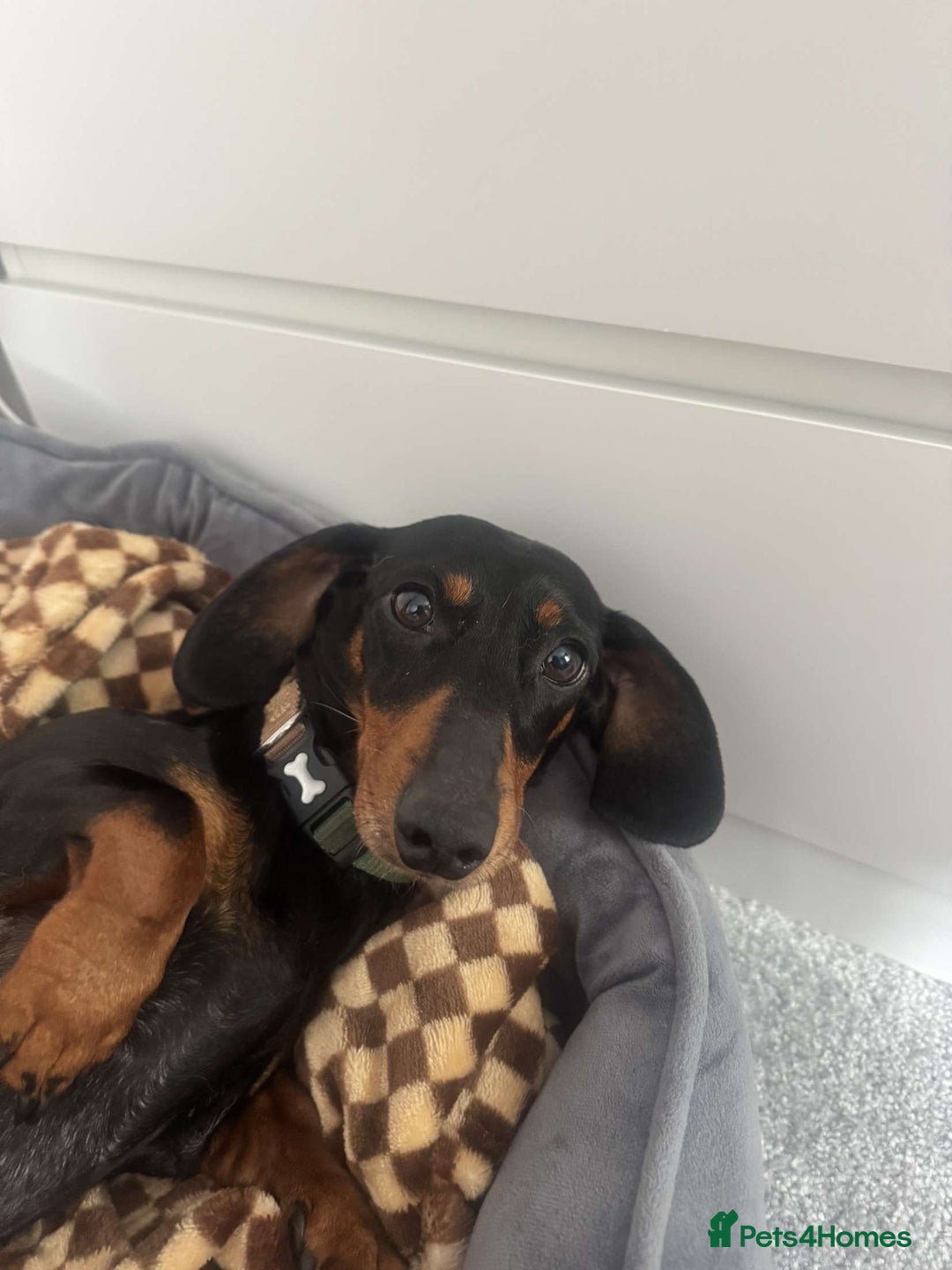 Miniature Dachshund dogs for sale: Miniature daschunds 2 females - 18 months old  - Image 2