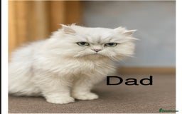 Persian cats for sale: Silver chinchilla Persian kittens  - Image 5