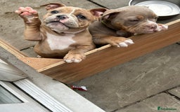 Olde English Bulldogge dogs for sale: Olde English bulldoge pups  - Image 28