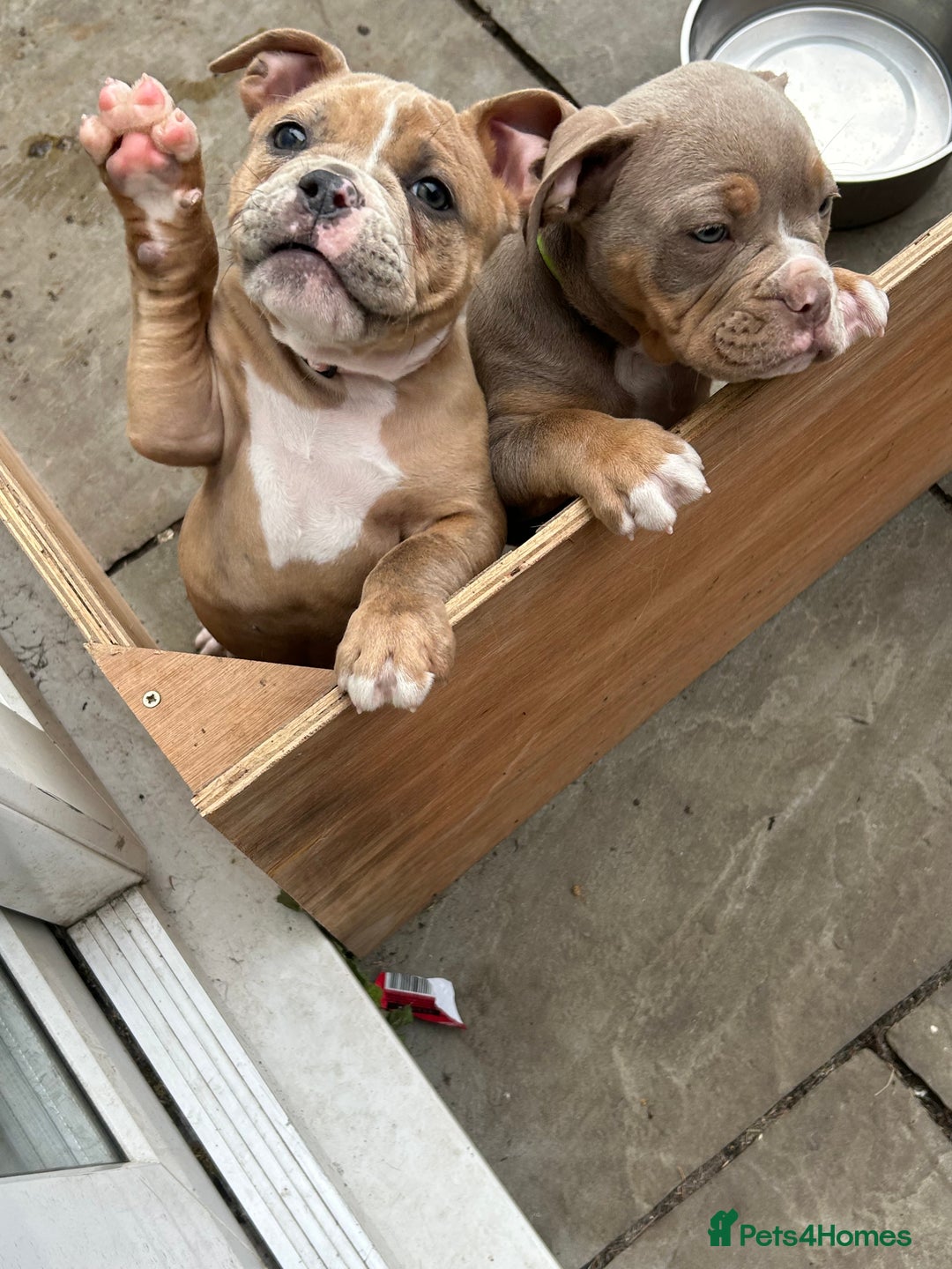 Olde English Bulldogge dogs for sale: Olde English bulldoge pups  - Image 28