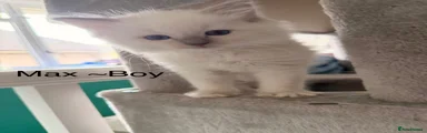 Max
