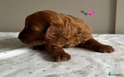 Cavapoo dogs for sale: Fully health tested Cavapoo 🐾🐶 - Image 3