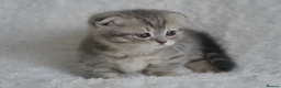 Munchkin cats for sale: Beautiful munchkin kittens - Advert 14