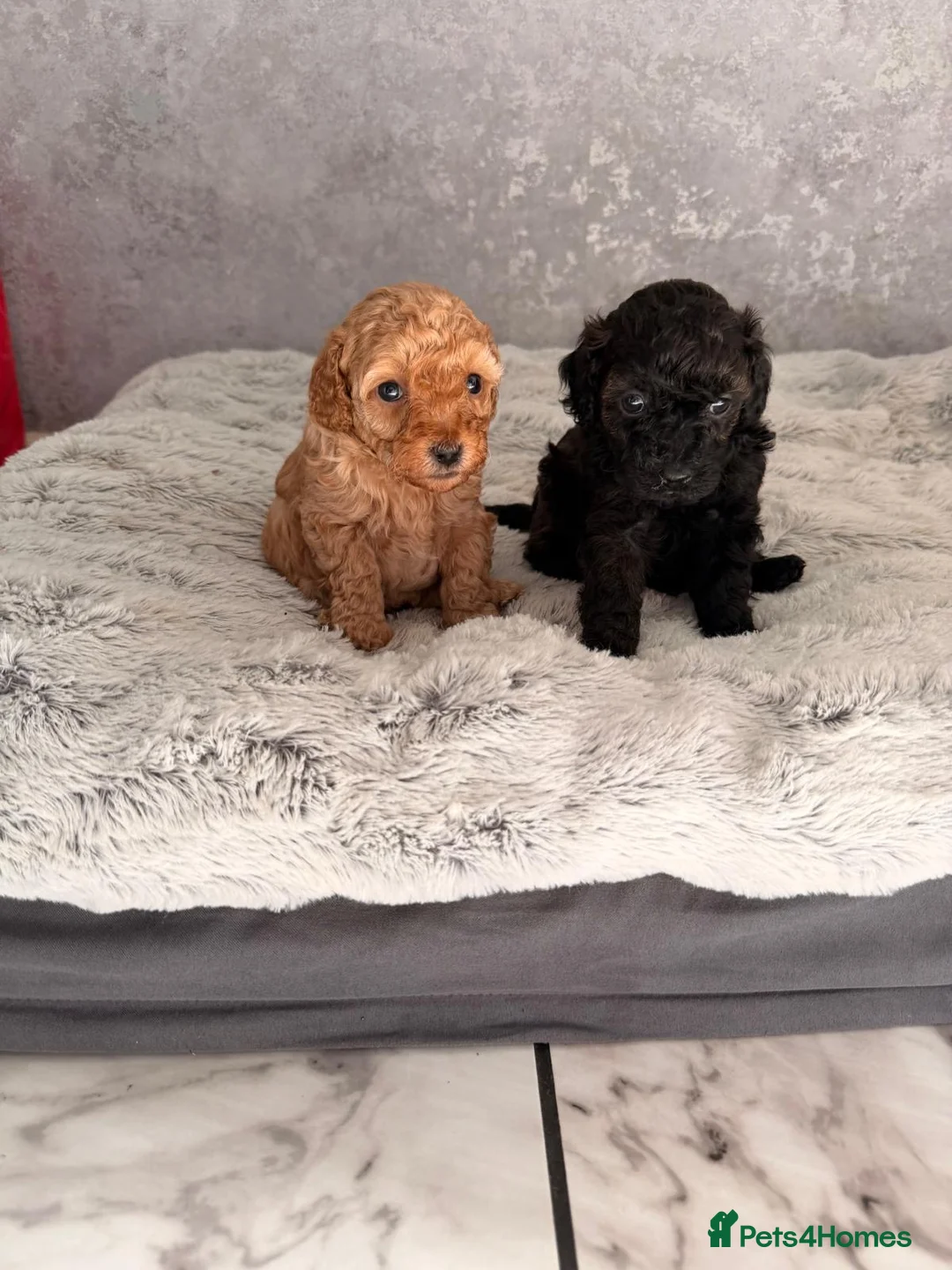 Maltipoo dogs for sale: Stunning miniature Maltipoo Puppies - Advert 1