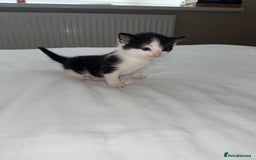 Domestic Shorthair cats for sale: 3 kittens looking for forever home - Image 7