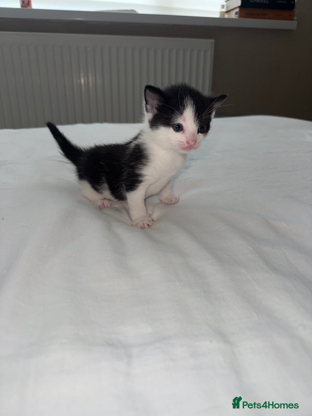Domestic Shorthair cats for sale: 3 kittens looking for forever home - Image 7
