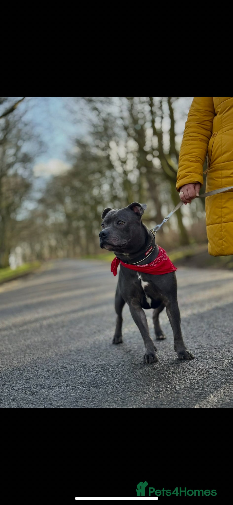 Staffordshire Bull Terrier dogs KC REGISTERED STUD DOG STAFFORDSHIRE BULL TER BLUE - Advert 6