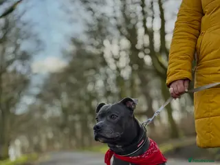 Staffordshire Bull Terrier dogs KC REGISTERED STUD DOG STAFFORDSHIRE BULL TER BLUE - Advert 6