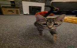 Domestic Shorthair cats for sale: Tabby kitten  - Image 7