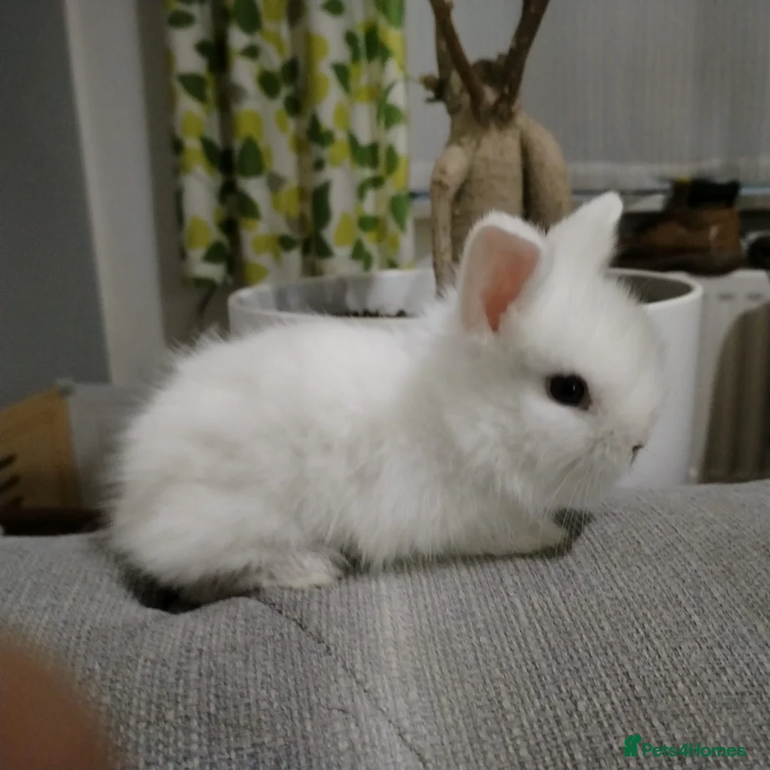 Lionhead rabbits for sale: Pure Breed Fluffy Double Mained LionHead Kits - Advert 5