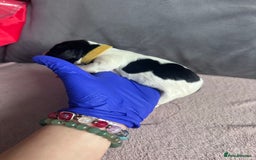 English Springer Spaniel dogs for sale: English springer spaniel.Ready to leave 21/11/25 - Image 11