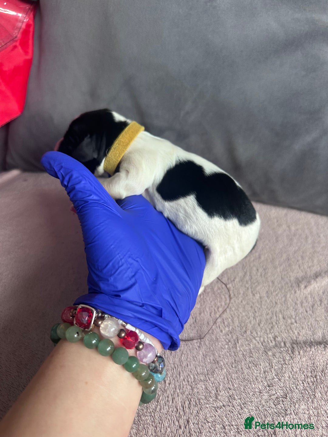 English Springer Spaniel dogs for sale: English springer spaniel.Ready to leave 21/11/25 - Image 11