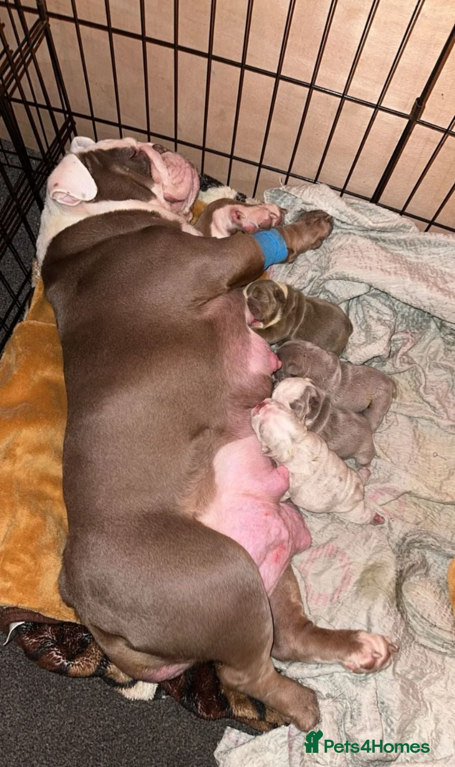 English Bulldog dogs English Bulldog Puppies for Sale – 2 Girls & 1 Boy - Advert 1