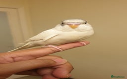 Budgerigars birds for sale: Handreared semitamed and tamed budgies  - Image 11