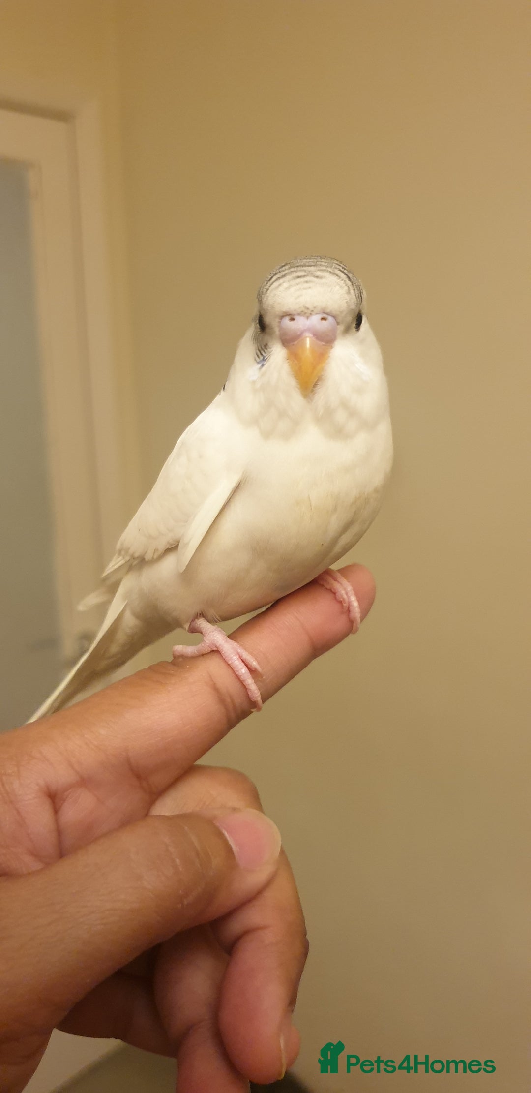 Budgerigars birds for sale: Handreared semitamed and tamed budgies  - Image 11