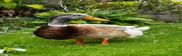 Ducks poultry for sale: Saxony Drake - Advert 3