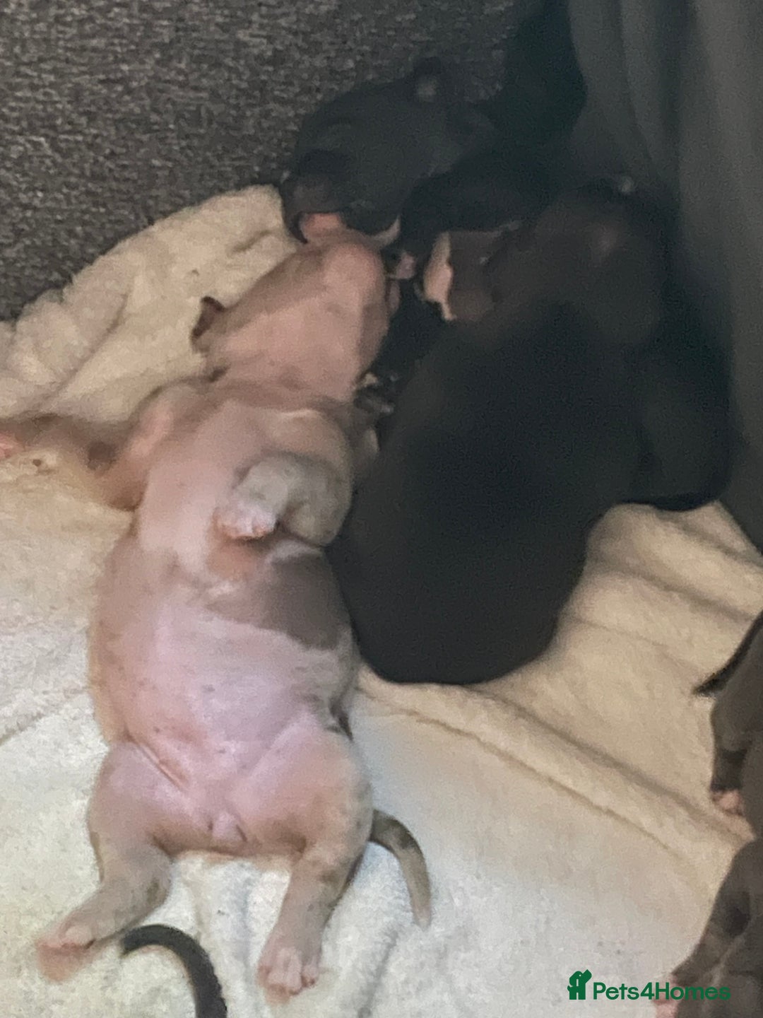 American Bully dogs for sale: American Pocket bully’s puppies  - Advert 12