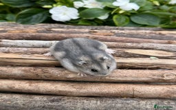 Hamster rodents for sale: Beautiful baby hamsters. Russian Dwarf and Syrian - Image 16
