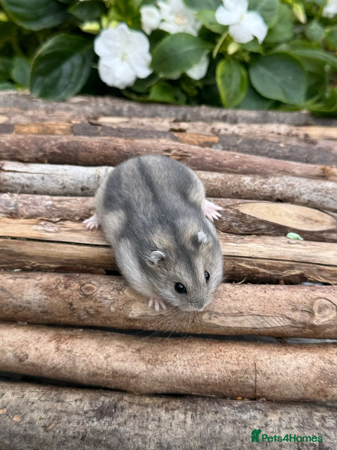 Hamster rodents for sale: Beautiful baby hamsters. Russian Dwarf and Syrian - Image 16