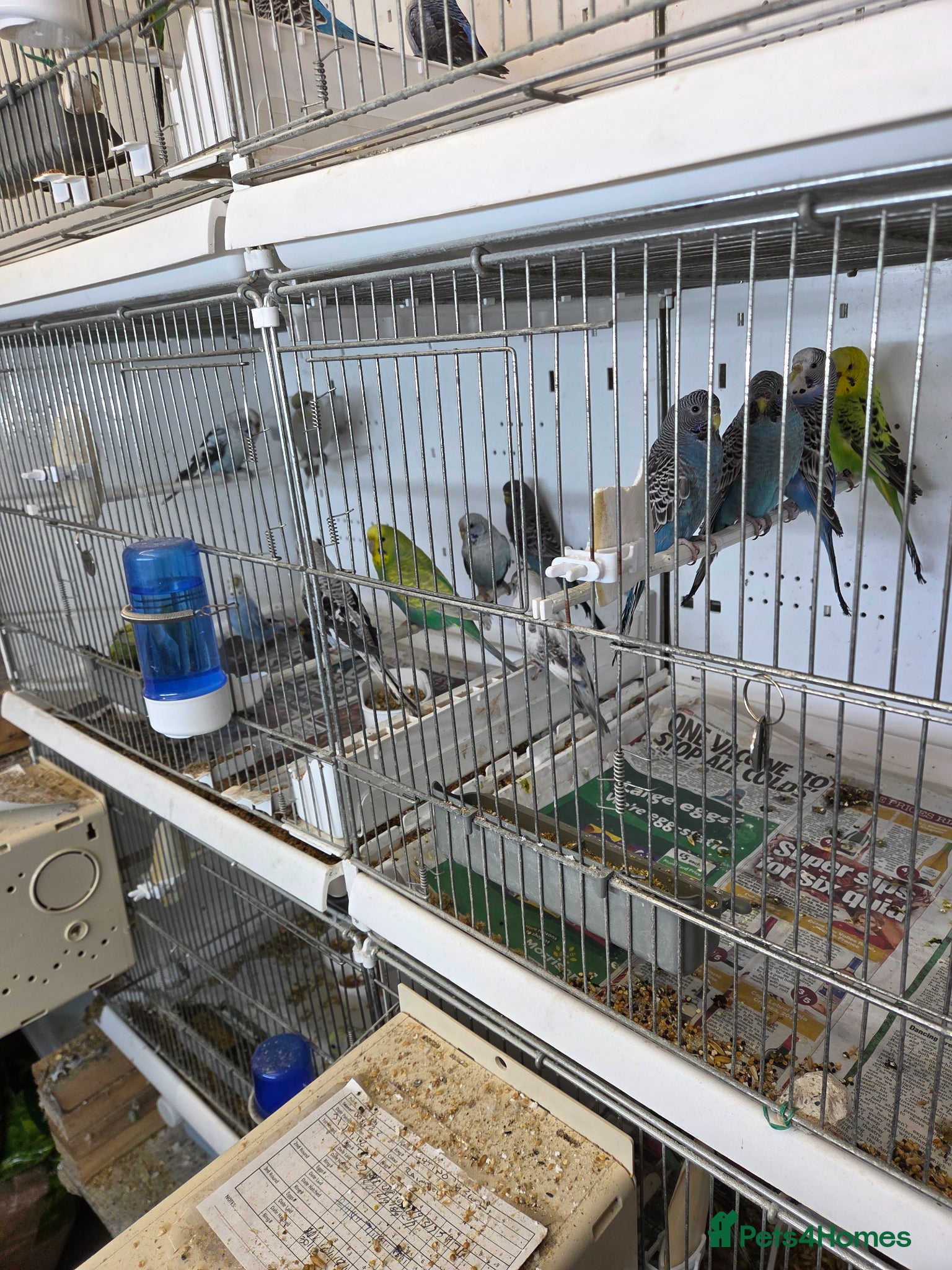 Budgerigars birds Semi tame budgies - Advert 2