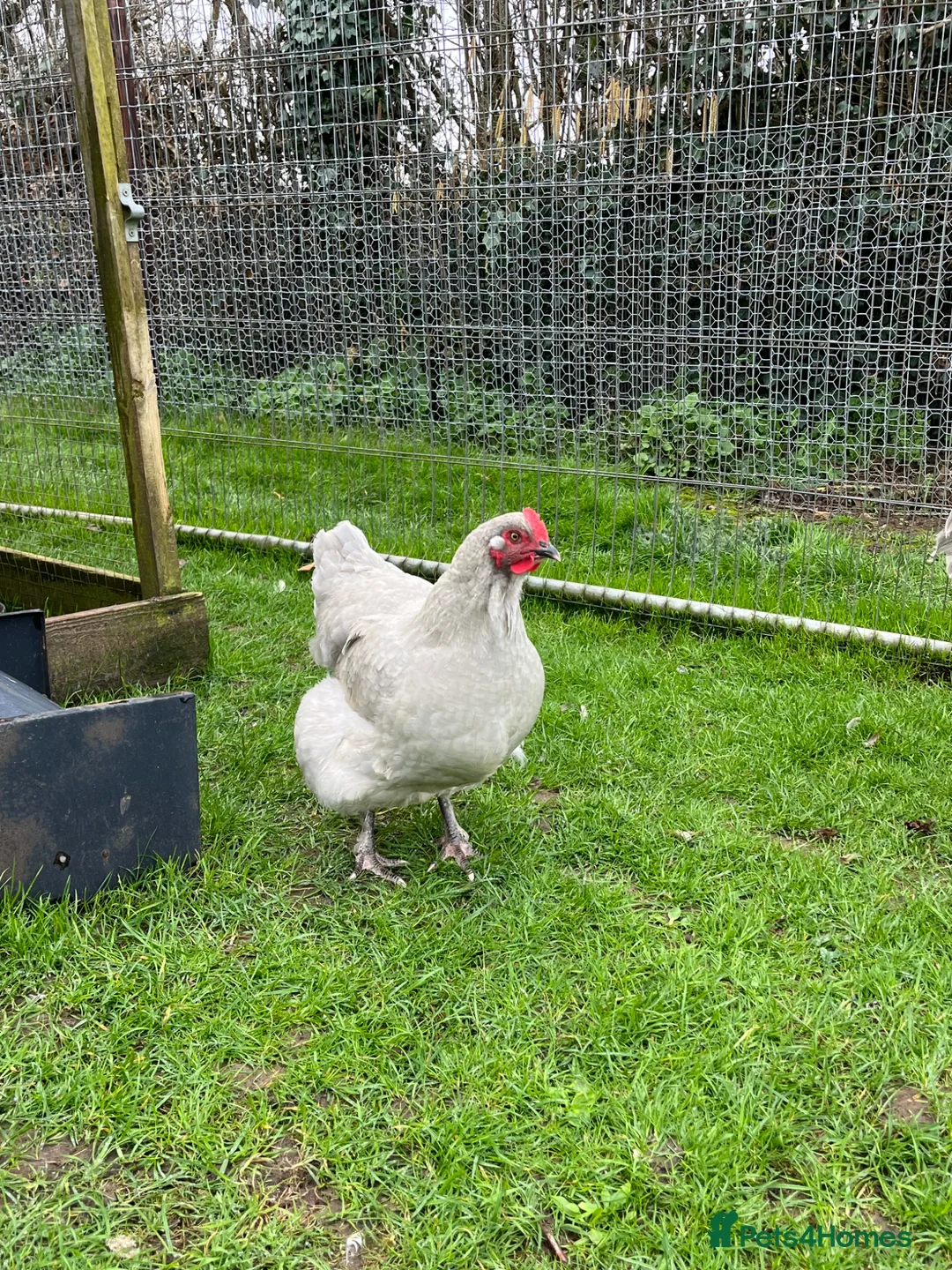 Chickens poultry for sale: Lavender Maran Chickens  - Advert 2