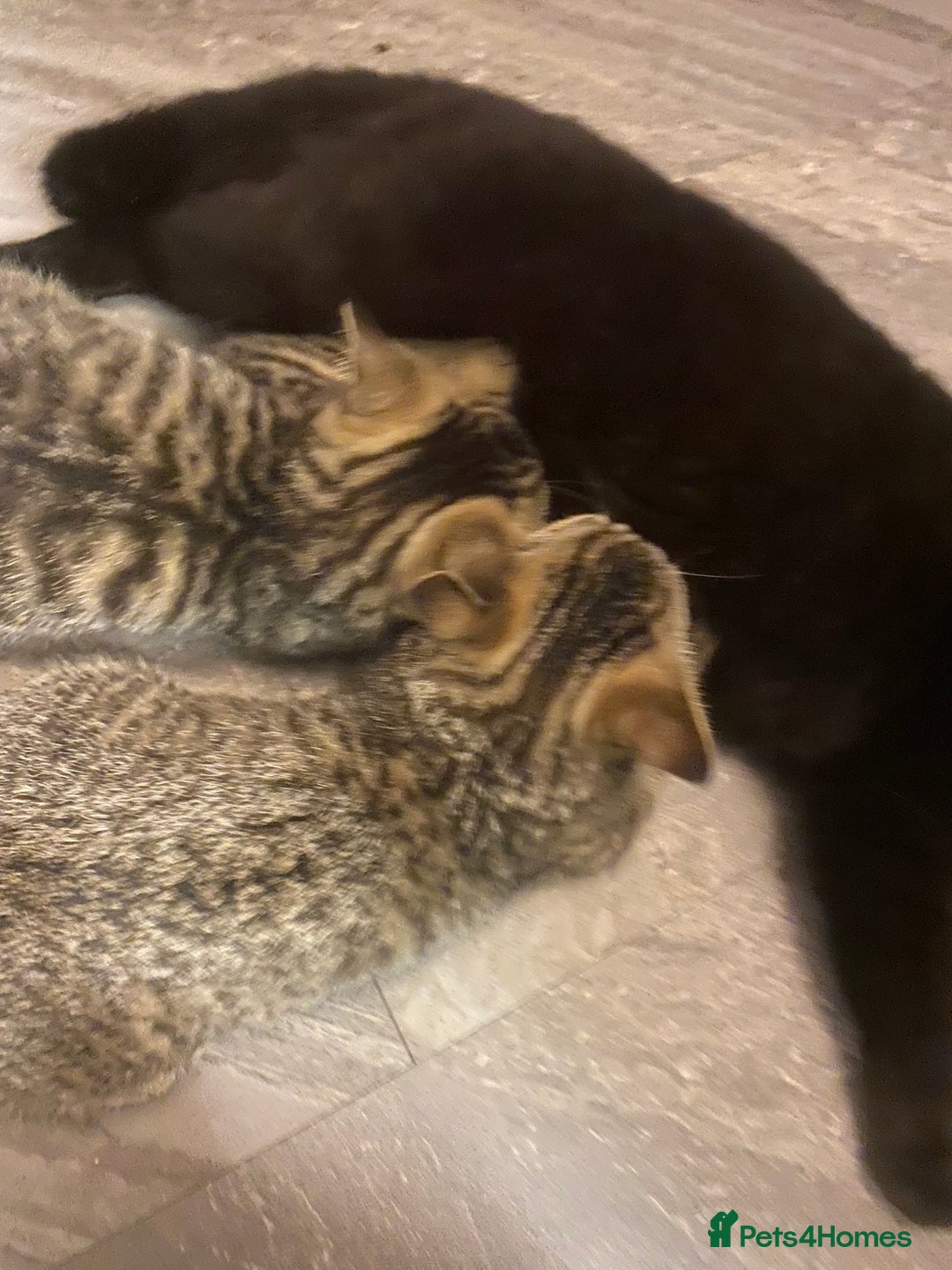 British Shorthair cats for sale: BSH Pedigree Chunky Kittens Chocolate/Gold striped - Image 21