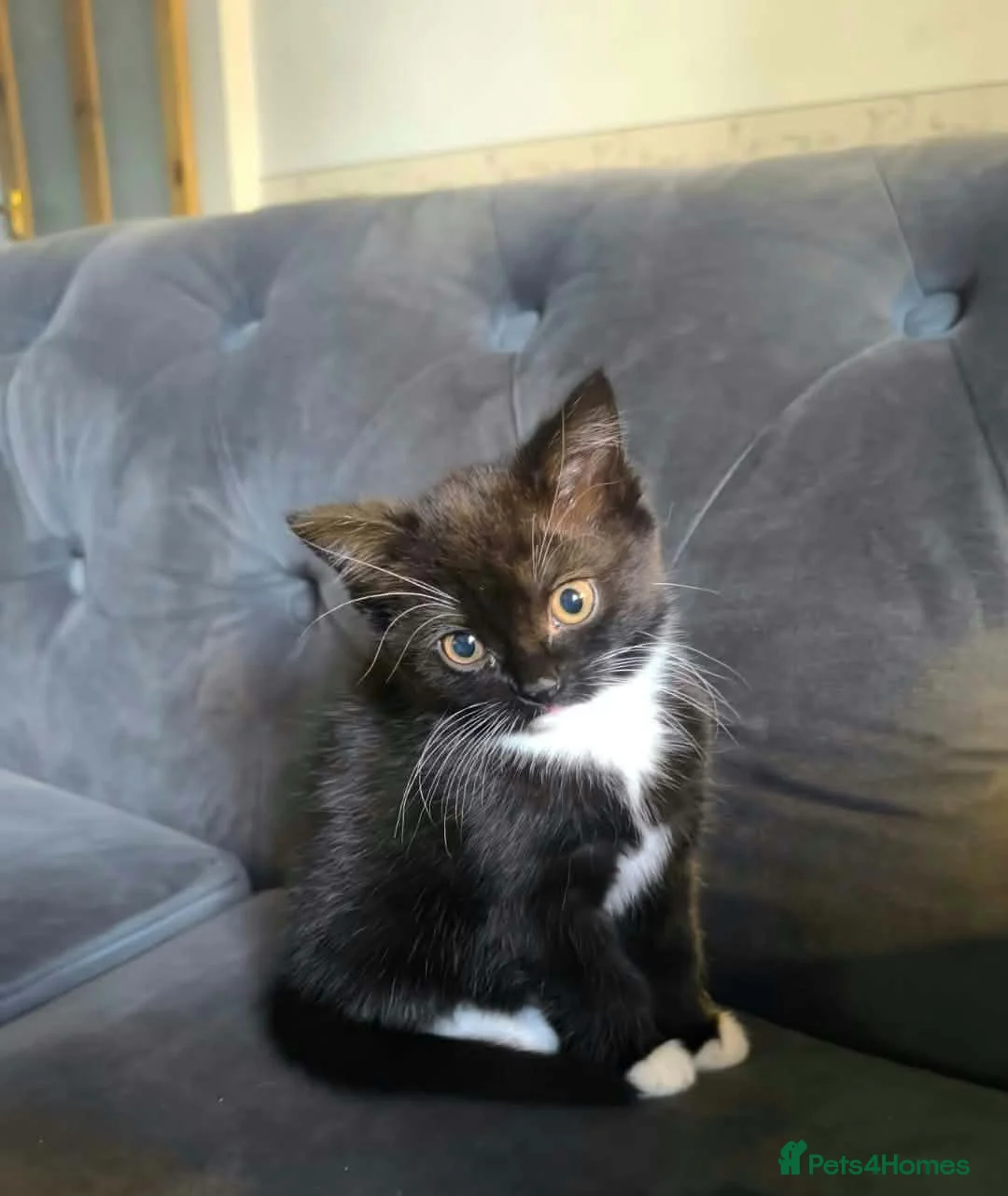 Mixed Breed cats for sale: Black and White female kittens - Advert 7