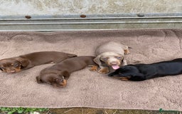 Dachshund dogs for sale: Dachshund  - Image 13