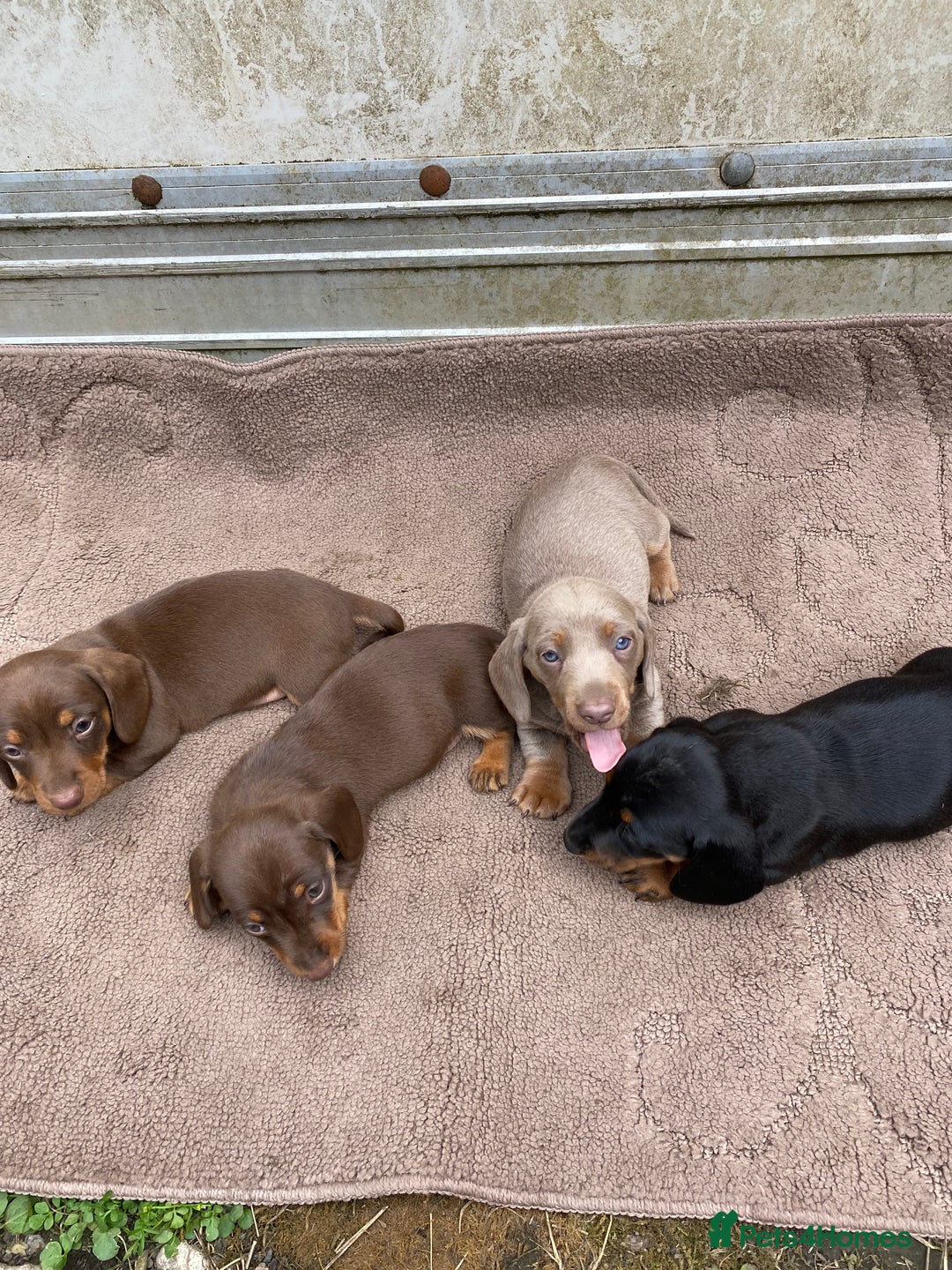 Dachshund dogs for sale: Dachshund  - Image 13