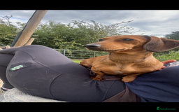 Miniature Dachshund dogs for sale: Kc true miniature dachshunds puppies - Image 6