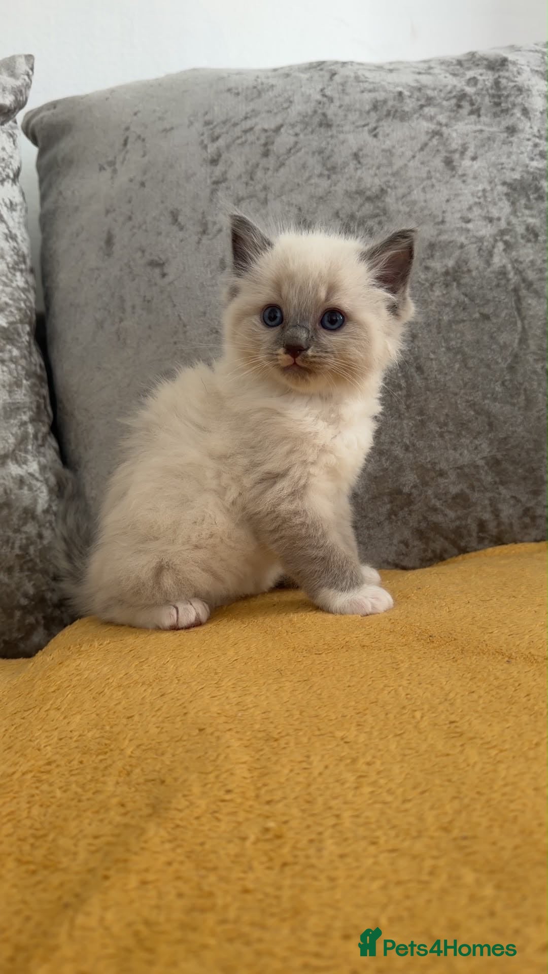Ragdoll cats Beautiful pure ragdoll kittens available❗️ - Advert 2